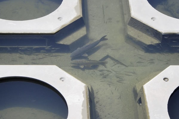 オーネスト(魚巣根固ブロック)